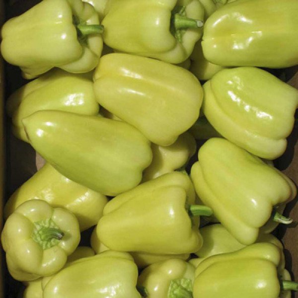 Насіння перцю солодкого Блонді F1 /500 насінин/ *Syngenta*