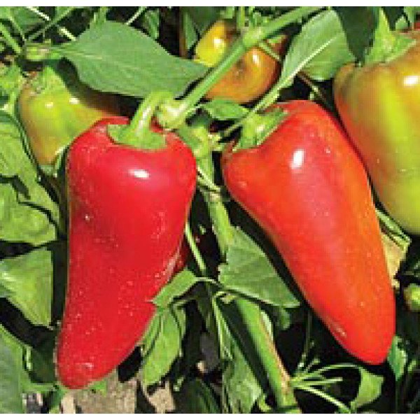 Насіння перцю солодкого Любов F1 /500 насінин/ *Syngenta*
