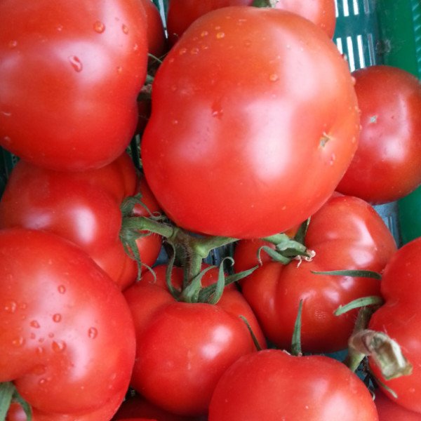 Семена томата Фантастина F1 /500 семян/ *Syngenta*