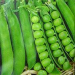 Горох Преладо /100.000 семян/ *Syngenta*