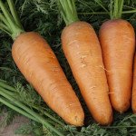 Морковь Шантане /0,5 кг семян/ *Tezier*