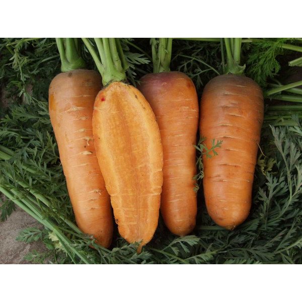 Семена моркови Шантане /0,5 кг семян/ *Tezier*