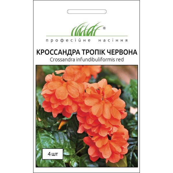 Семена кроссандры Тропик красная /4 семечка/ *Профессиональные семена*