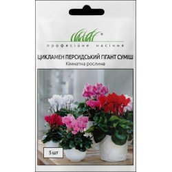 Цикламен персидський суміш /5 насінин/ *Професійне насіння*