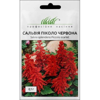 Сальвія низькоросла Піколо /0,1 г/ *Професійне насіння*
