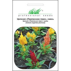 Целозія периста Пампаське перо суміш /0,1 г/ *Професійне насіння*