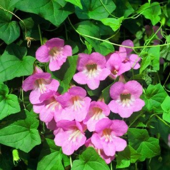 Азарина ползучая розовая /10 семян/ *Профессиональные семена*