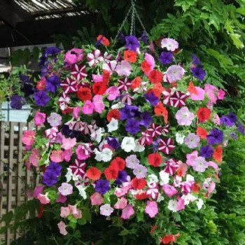 Петуния Изи Вейв F1 смесь /5 семян/ *Профессиональные семена*