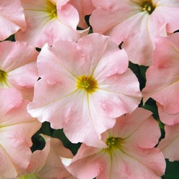 Петуния Дримс F1 яблоневый цвет /10 семян/ *Профессиональные семена*