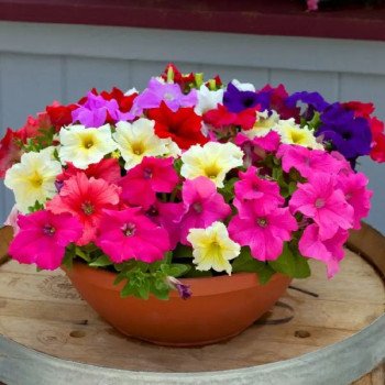 Петунія Призма F1 суміш /10 насінин (драже)/ *Професійне насіння*