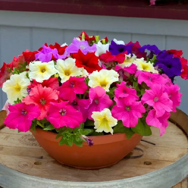 Семена петунии Призма F1 смесь /10 семян (драже)/ *Профессиональные семена*