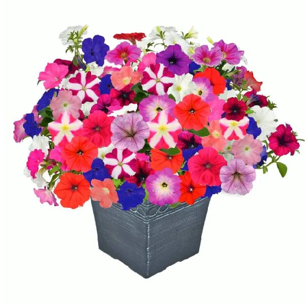 Насіння петунії Саксесс F1 TR суміш /5 насінин (драже)/ *Професійне насіння*