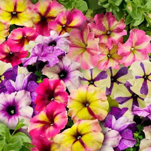 Семена петунии Шейк F1 ягодный микс /5 семян/ *Профессиональные семена*