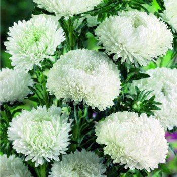 Астра Балун белая /0,1 г/ *Профессиональные семена*