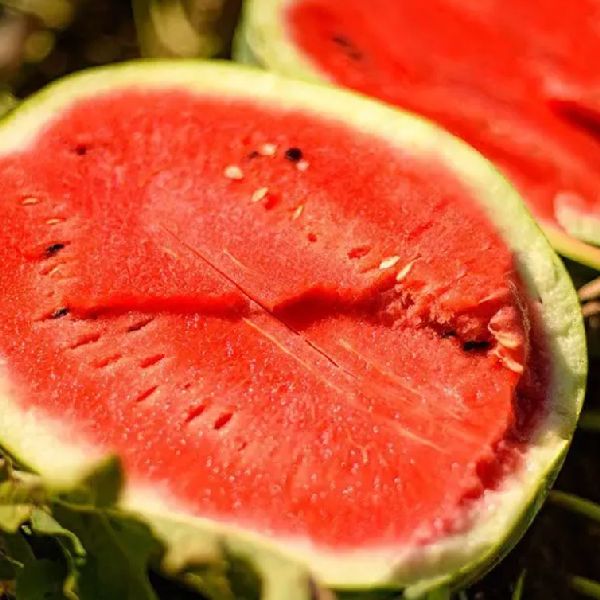 Насіння кавуна Лідія F1 /50 насінин/ *Професійне насіння*