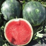 Кавун Міді 4 колор F1 /50 насінин/ *Професійне насіння*