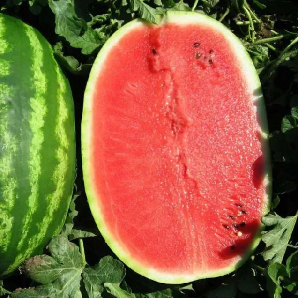 Насіння кавуна Прізматіка F1 /50 насінин/ *Професійне насіння*