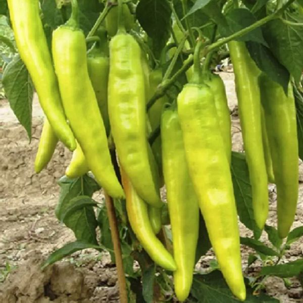Семена перца горького Хуэро F1 /50 семян/ *Профессиональные семена*