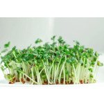 Микрозелень (микрогрин) Горчица салатная зеленая /10 г/ *Профессиональные семена*