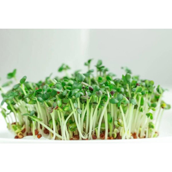 Насіння мікрозелені (мікрогрін) Гірчиця салатна зелена /10 г/ *Професійне насіння*
