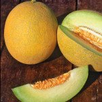 Дыня Примал F1 /500 семян/ *Syngenta*