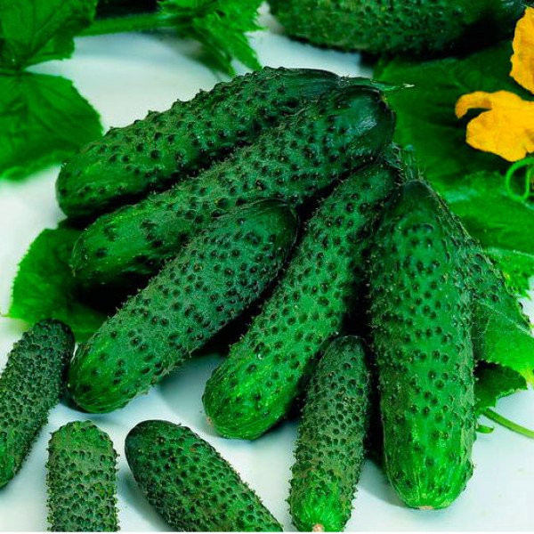 Семена огурца Пасалимо F1 /100 семян/ *Syngenta*