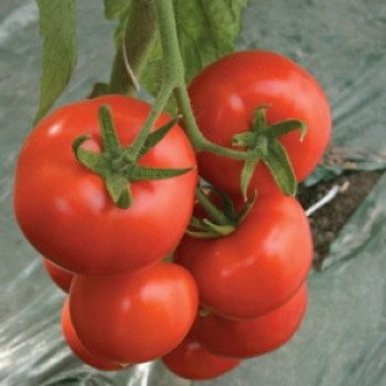 Томат Ивет F1 /100 семян/ *Syngenta*