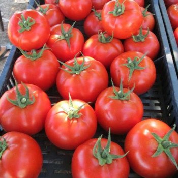 Томат Т-97082 (Квалитет) F1 /1.000 семян/ *Syngenta*