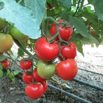 Томат Т-97082 (Квалитет) F1 /1.000 семян/ *Syngenta*