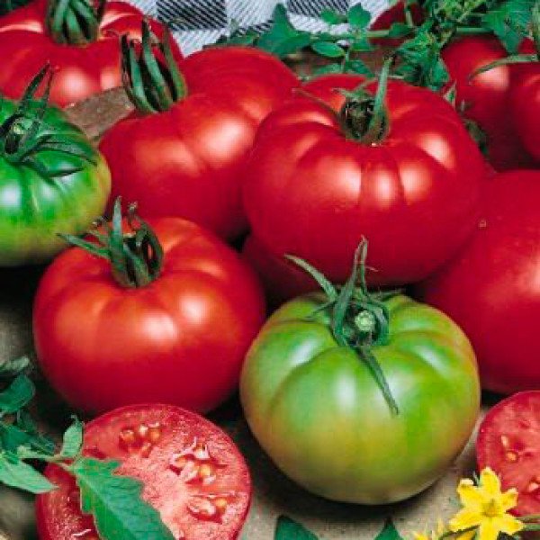 Семена томата Чарльстон F1 /500 семян/ *Syngenta*