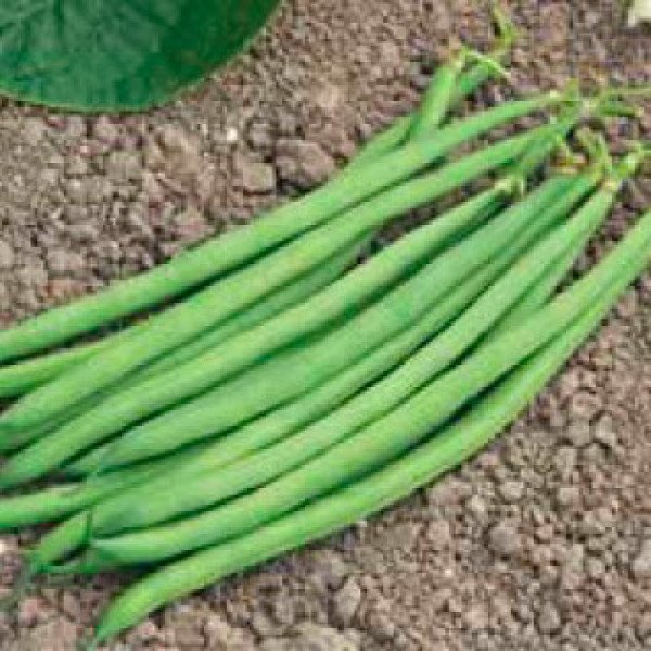 Семена фасоли Конза /100.000 семян/ *Syngenta*