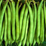 Фасоль Патион /100.000 семян/ *Syngenta*