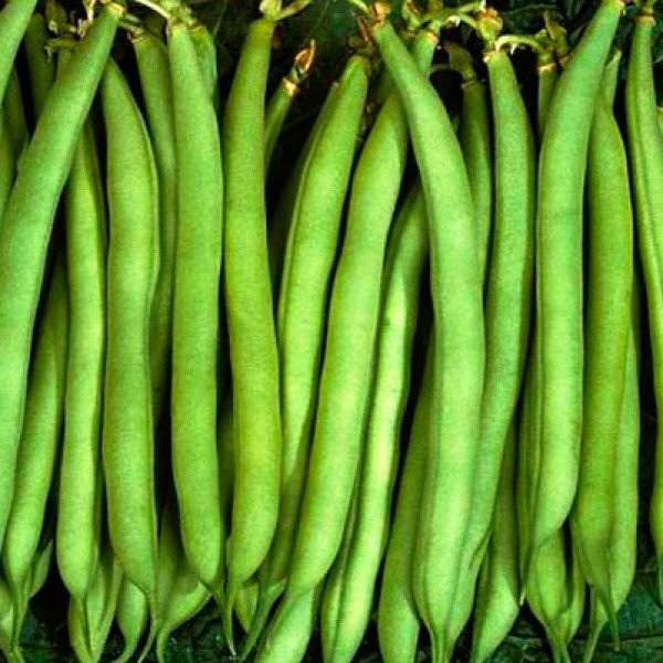 Семена фасоли Патион /100.000 семян/ *Syngenta*