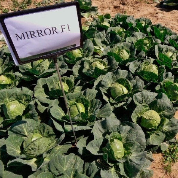Насіння капусти білоголової Мірор F1 /2.500 насінин/ *Syngenta*