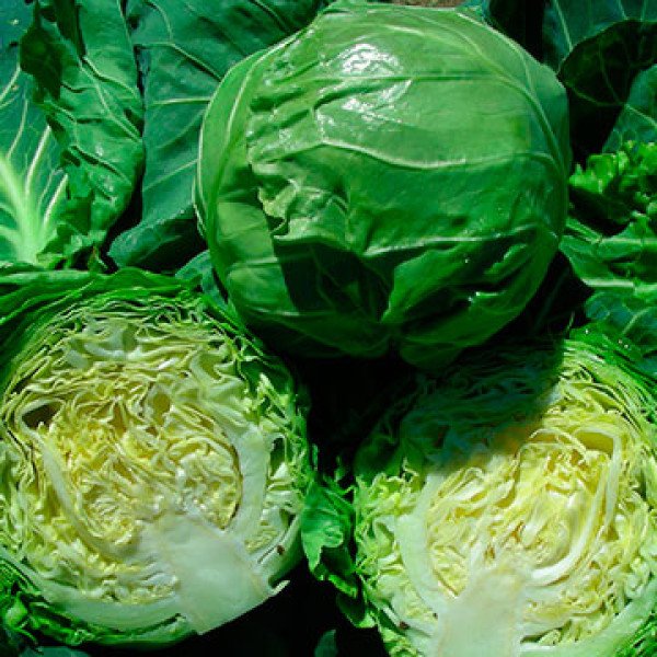 Семена капусты белокочанной Кевин F1 /2.500 семян/ *Syngenta*