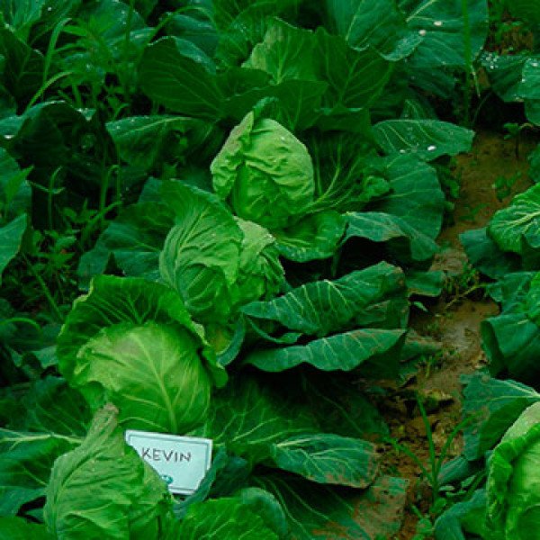 Семена капусты белокочанной Кевин F1 /2.500 семян/ *Syngenta*