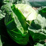 Капуста білоголова Джетодор F1 /2.500 насінин/ *Syngenta*