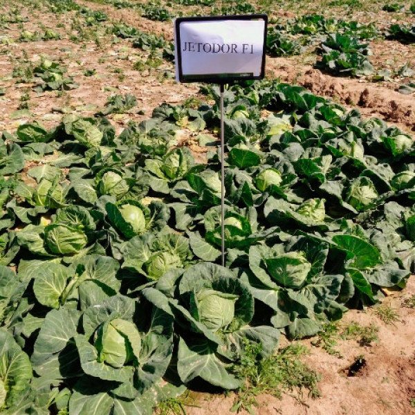 Семена капусты белокочанной Джетодор F1 /2.500 семян/ *Syngenta*