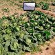 Семена капусты белокочанной Джетодор F1 /2.500 семян/ *Syngenta*
