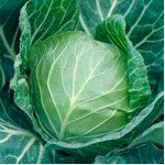 Капуста білоголова Санторіно 60 F1 /2.500 насінин/ *Syngenta*