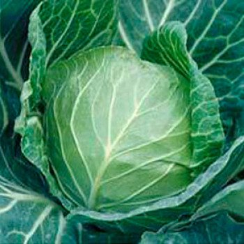 Капуста белокочанная Санторино 60 F1 /2.500 семян/ *Syngenta*