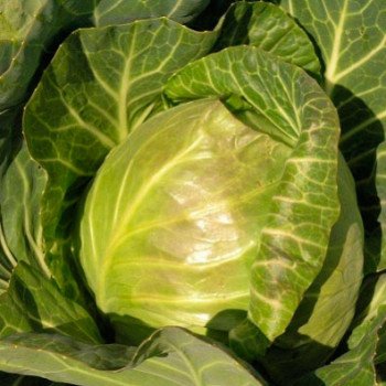 Капуста белокочанная Веронор F1 /2.500 семян/ *Syngenta*