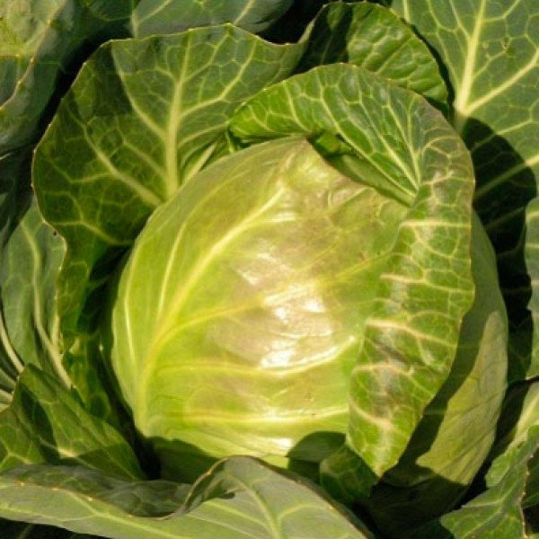 Насіння капусти білоголової Веронор F1 /2.500 насінин/ *Syngenta*