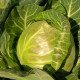Насіння капусти білоголової Веронор F1 /2.500 насінин/ *Syngenta*