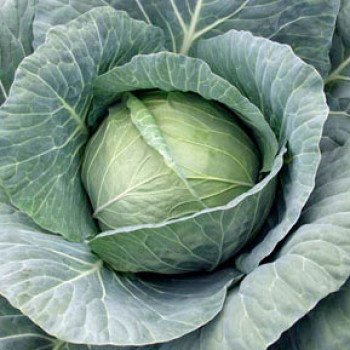 Капуста белокочанная Браксан F1 /2.500 семян/ *Syngenta*