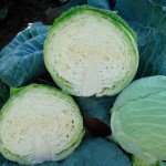 Капуста білоголова Куізор F1 /2.500 насінин/ *Syngenta*