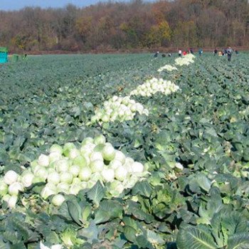 Капуста белокочанная Куизор F1 /2.500 семян/ *Syngenta*