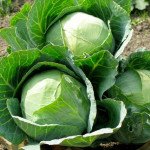 Капуста білоголова Пруктор F1 /2.500 насінин/ *Syngenta*