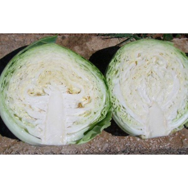 Семена капусты белокочанной Пруктор F1 /2.500 семян/ *Syngenta*