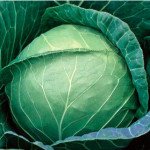 Капуста белокочанная Пруктор Семес F1 /2.500 семян/ *Syngenta*